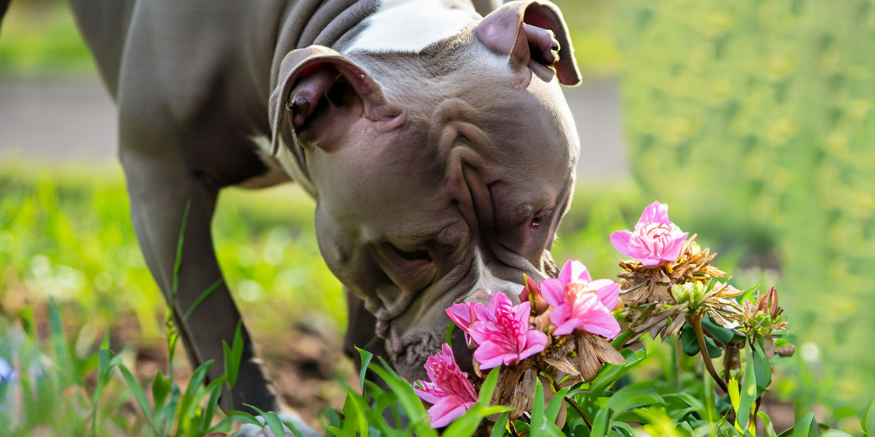 Plantas Toxicas, Venenosas e proibidas para cães Plantas Toxicas, Venenosas e proibidas para cães