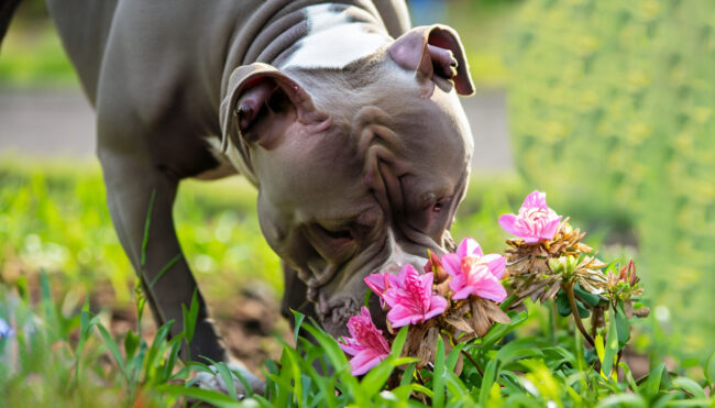 Plantas Toxicas, Venenosas e proibidas para cães Plantas Toxicas, Venenosas e proibidas para cães