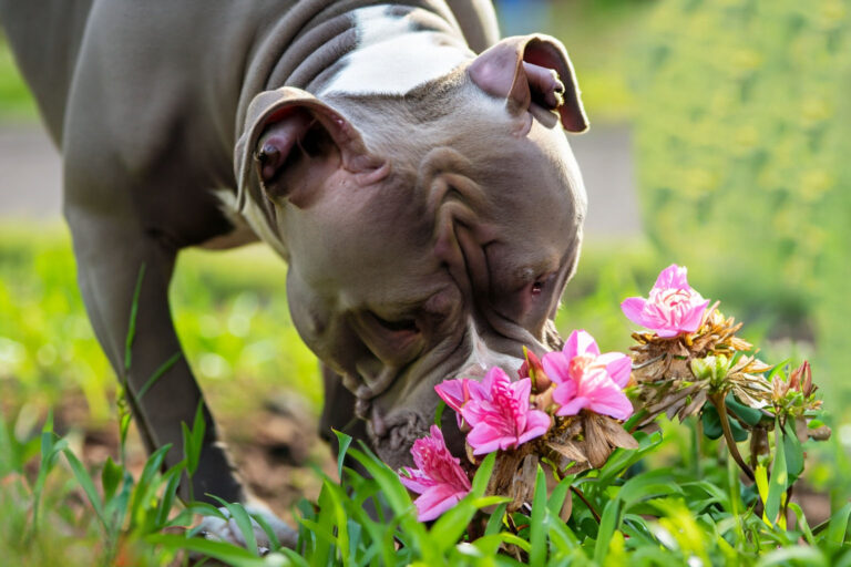 Plantas Toxicas, Venenosas e proibidas para cães