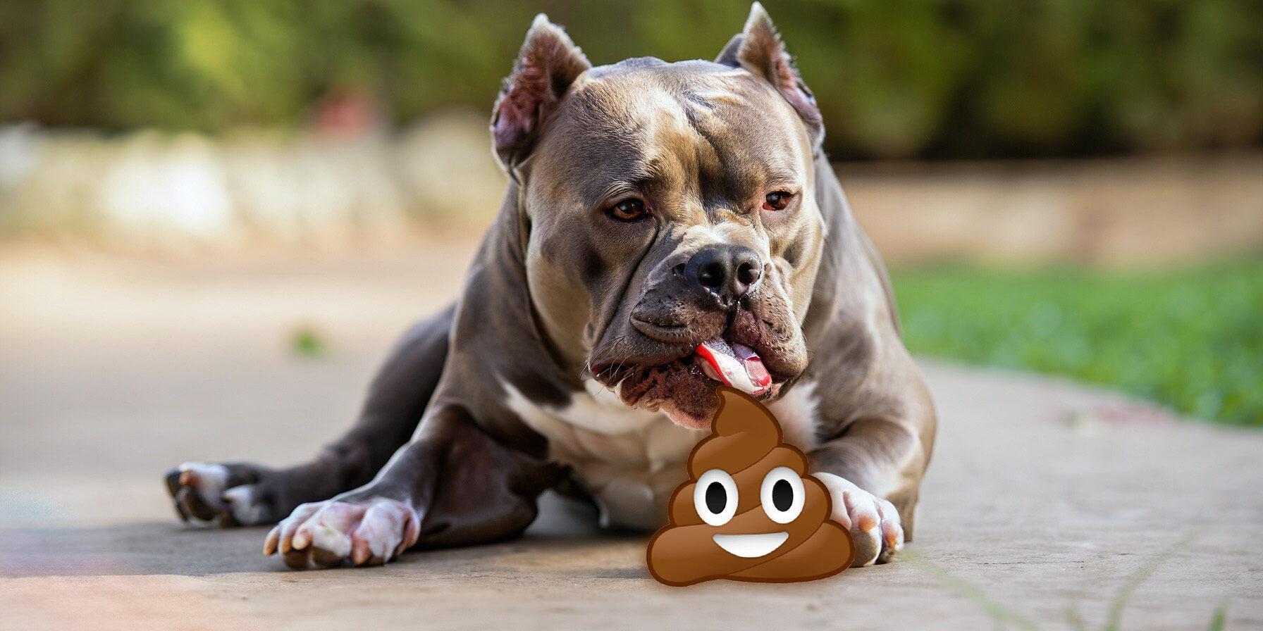 Por que meu cachorro come cocô? – Entenda a Coprofagia em cães Por que meu cachorro come cocô? – Entenda a Coprofagia em cães