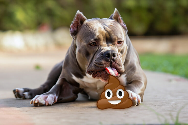 Por que meu cachorro come cocô? – Entenda a Coprofagia em cães