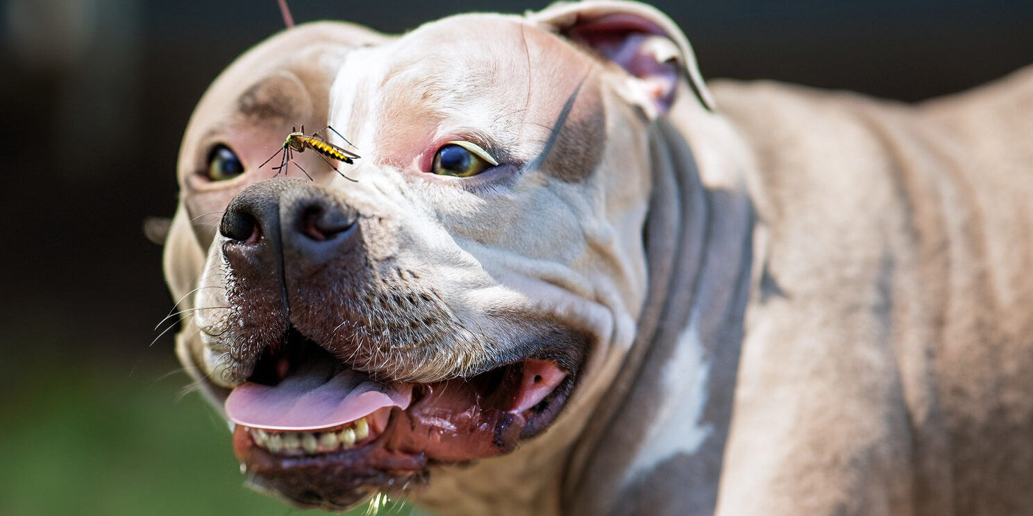 Quais insetos são perigosos para cachorros