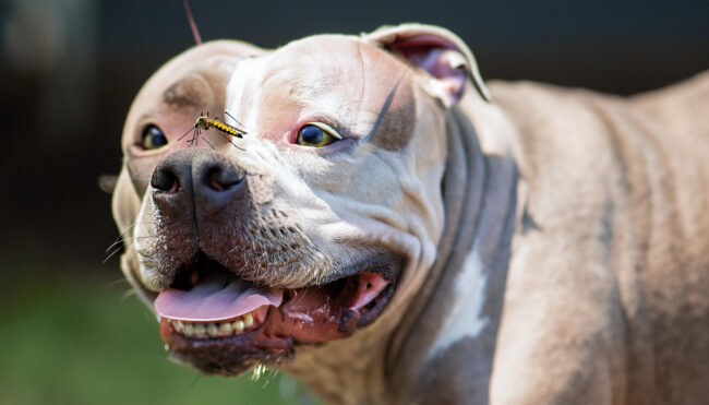 Quais insetos são perigosos para cachorros Quais insetos são perigosos para cachorros
