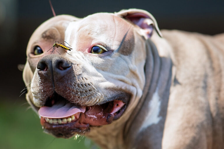 Quais insetos são perigosos para cachorros