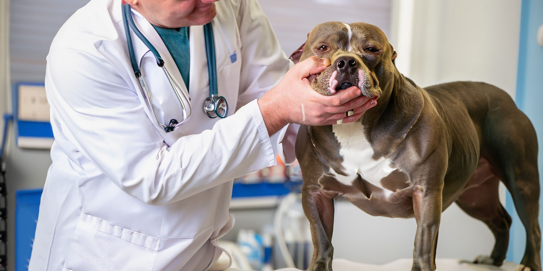 Castração de Cachorro: Mitos e verdades revelados