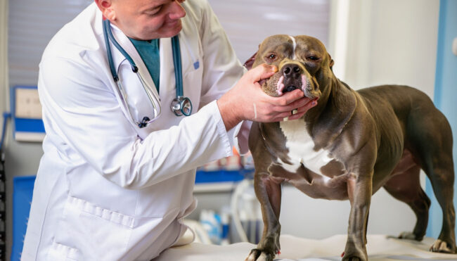 Castração de Cachorro: Mitos e verdades revelados