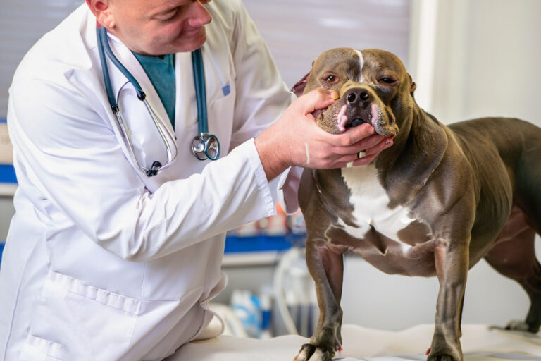 Castração de Cachorro: Mitos e verdades revelados