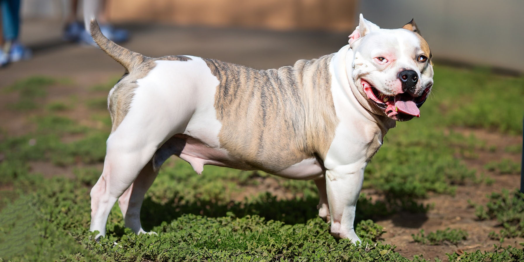 Cachorro com Diarreia Cachorro com Diarreia