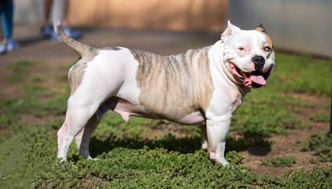 Cachorro com Diarreia