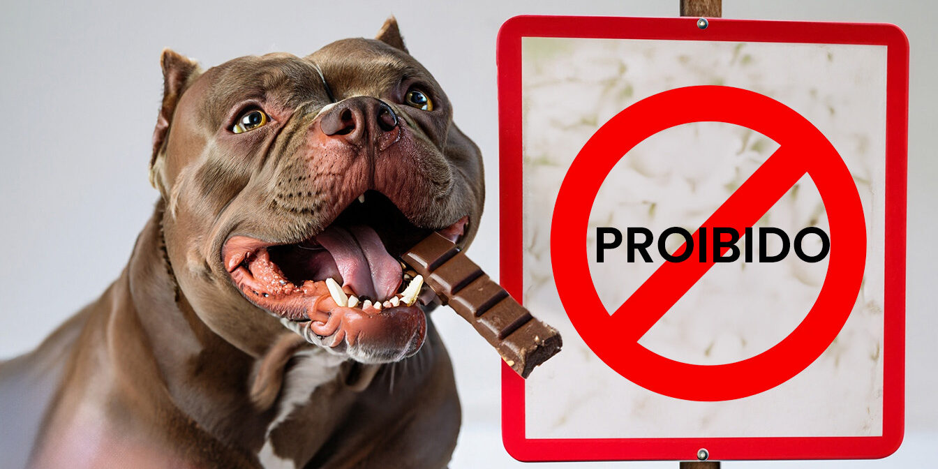 Cachorro pode comer chocolate?