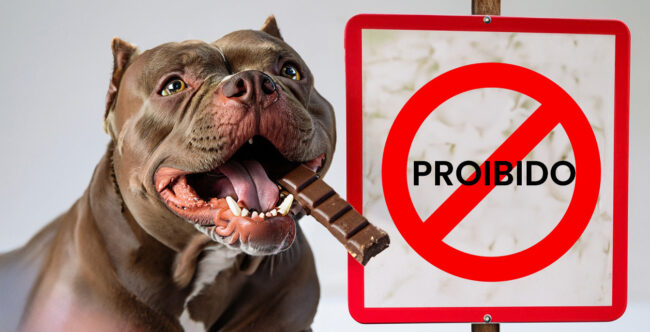Cachorro pode comer chocolate?
