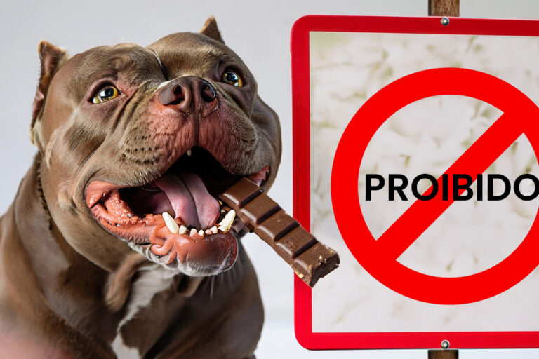 Cachorro pode comer chocolate?