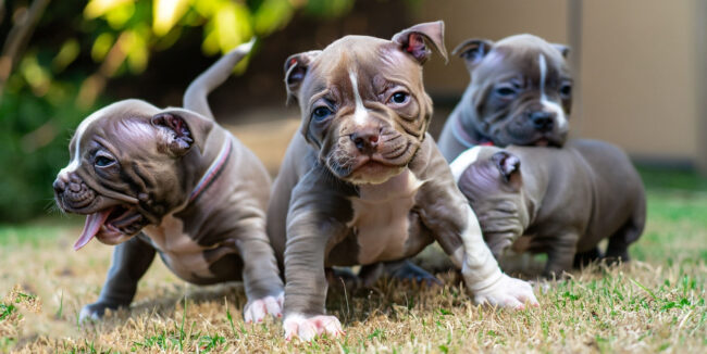 Cachorros filhotes: dicas, como escolher, criar e treinar seu cão