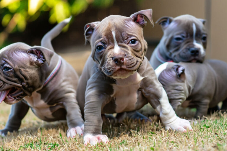 Cachorros filhotes: dicas, como escolher, criar e treinar seu cão