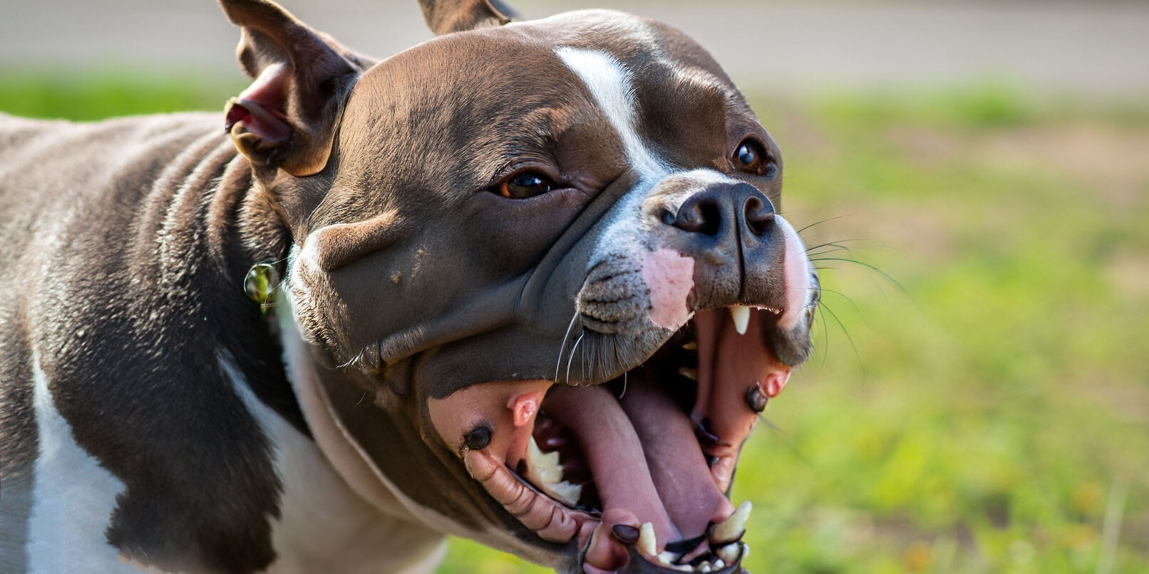 Como identificar o significado dos latidos de cachorro