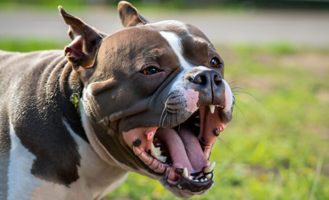 Como identificar o significado dos latidos de cachorro