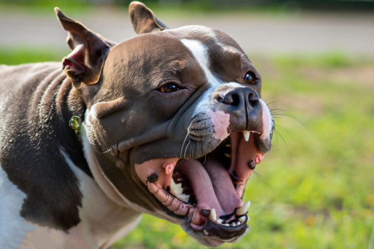 Como identificar o significado dos latidos de cachorro