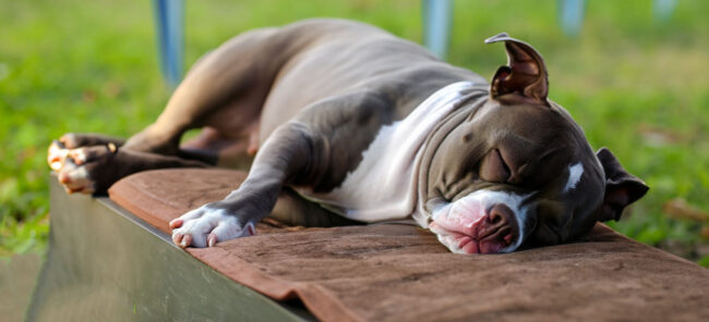 Dicas de como escolher a caminha de cachorro ideal