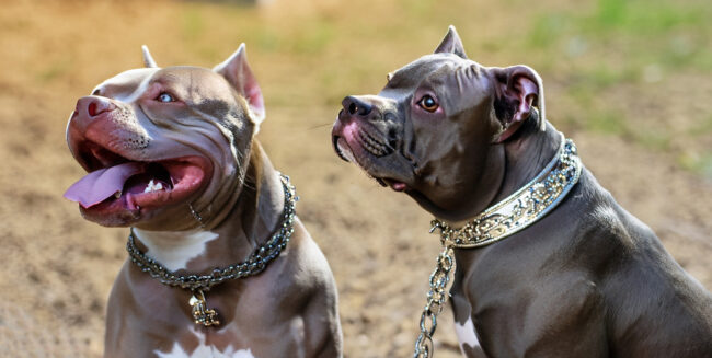 Dicas de como escolher coleiras para cachorro Dicas de como escolher coleiras para cachorro