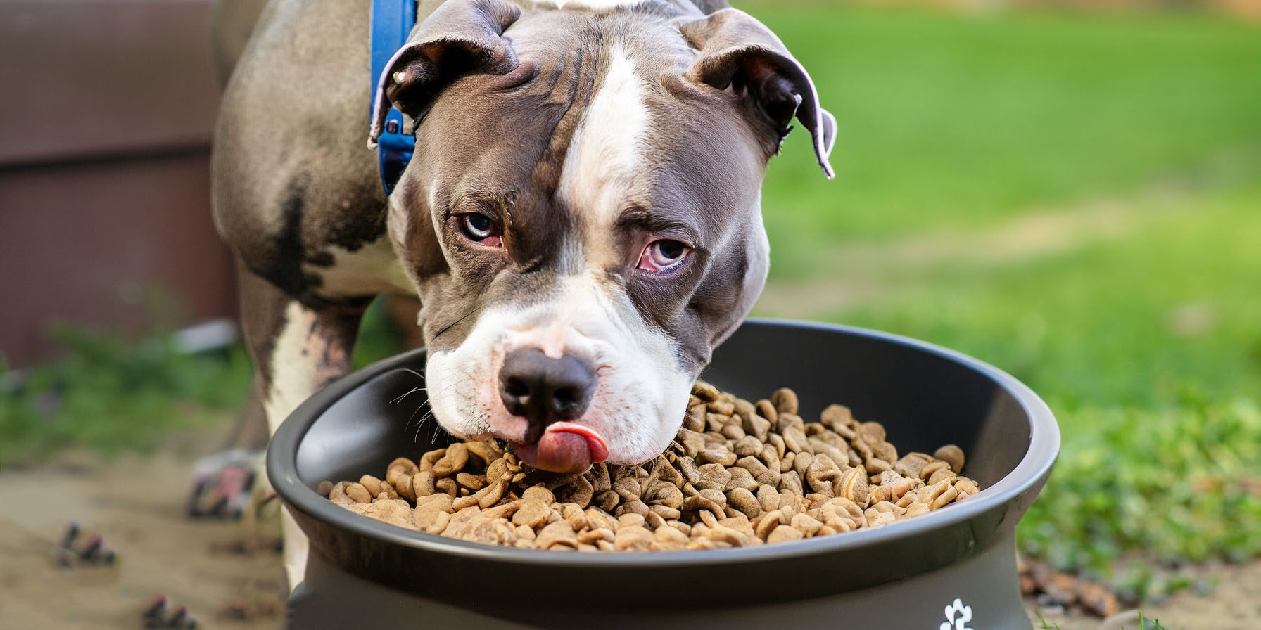 Dicas de como escolher comedouro para cachorro Dicas de como escolher comedouro para cachorro