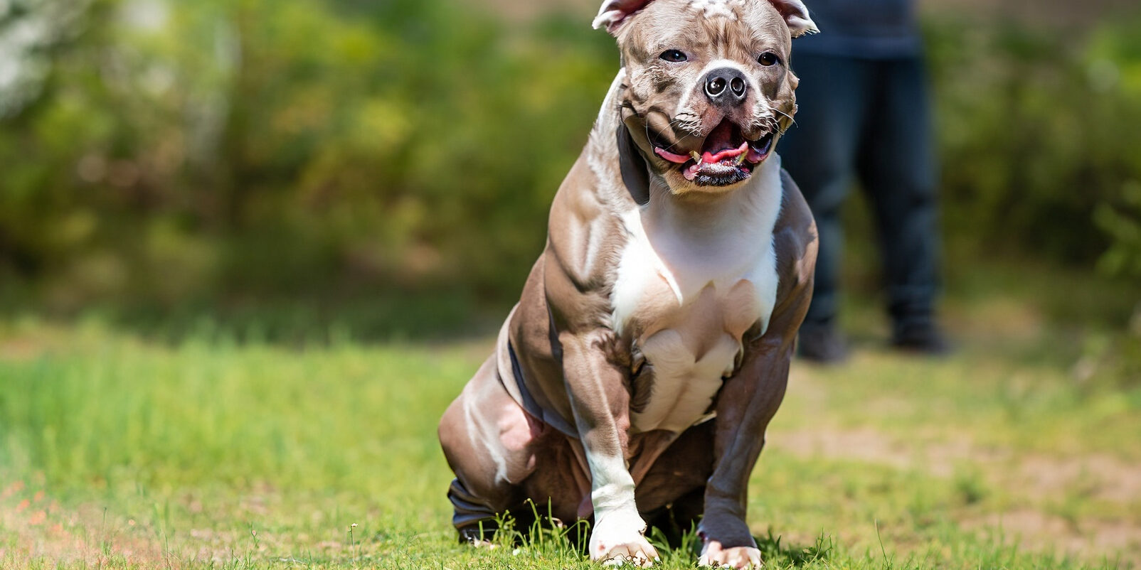 Dicas de como fazer o cão engordar e ganhar peso