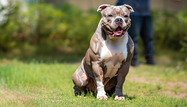 Dicas de como fazer o cão engordar e ganhar peso Dicas de como fazer o cão engordar e ganhar peso