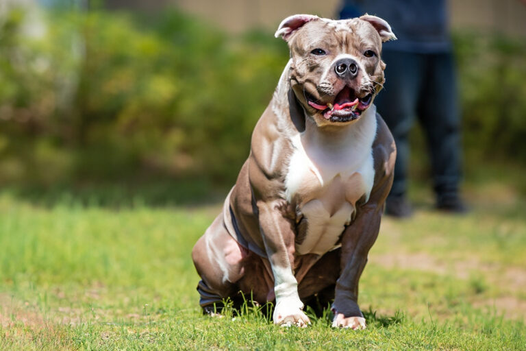 Dicas de como fazer o cão engordar e ganhar peso