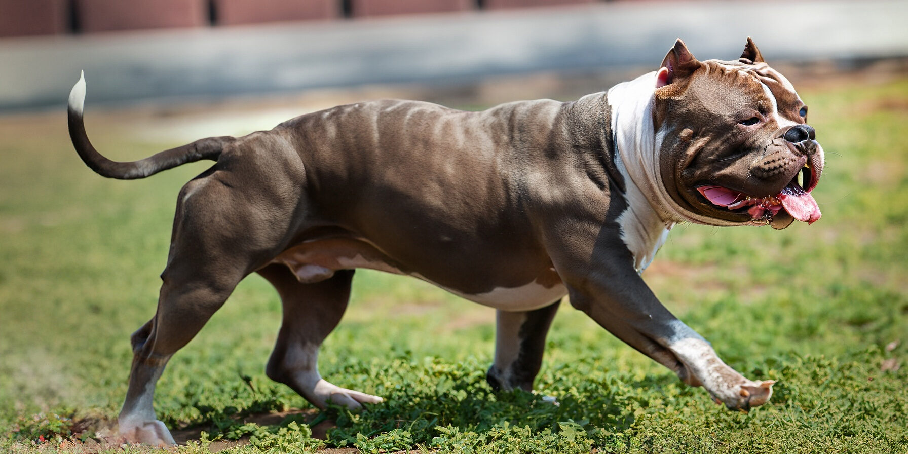Dicas de como fazer o cão ficar forte e musculoso Dicas de como fazer o cão ficar forte e musculoso