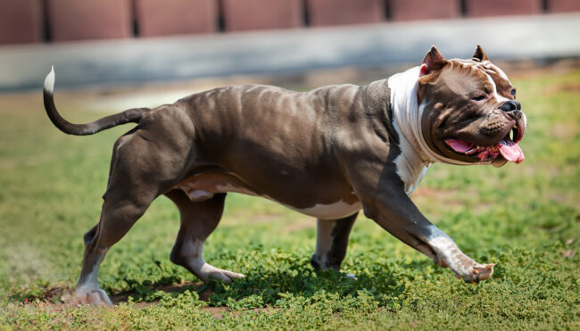 Dicas de como fazer o cão ficar forte e musculoso Dicas de como fazer o cão ficar forte e musculoso