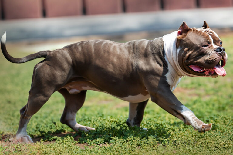 Dicas de como fazer o cão ficar forte e musculoso