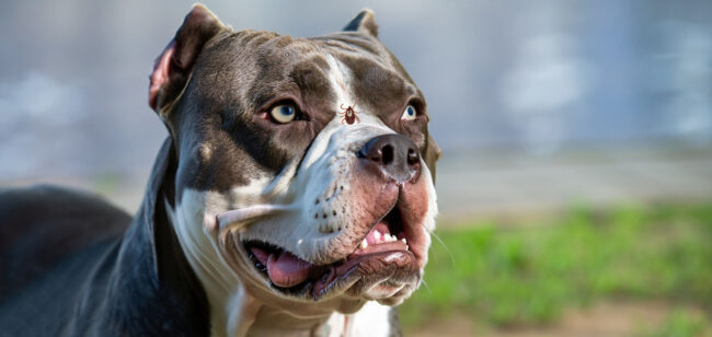 Dicas de como proteger seu cachorro de pulgas e carrapatos