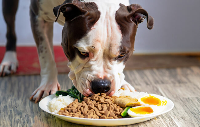 icas do que misturar na ração para cachorros