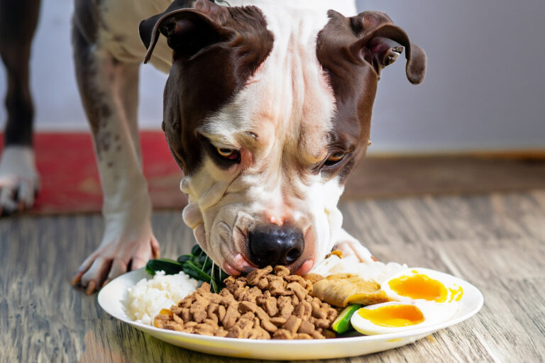 icas do que misturar na ração para cachorros