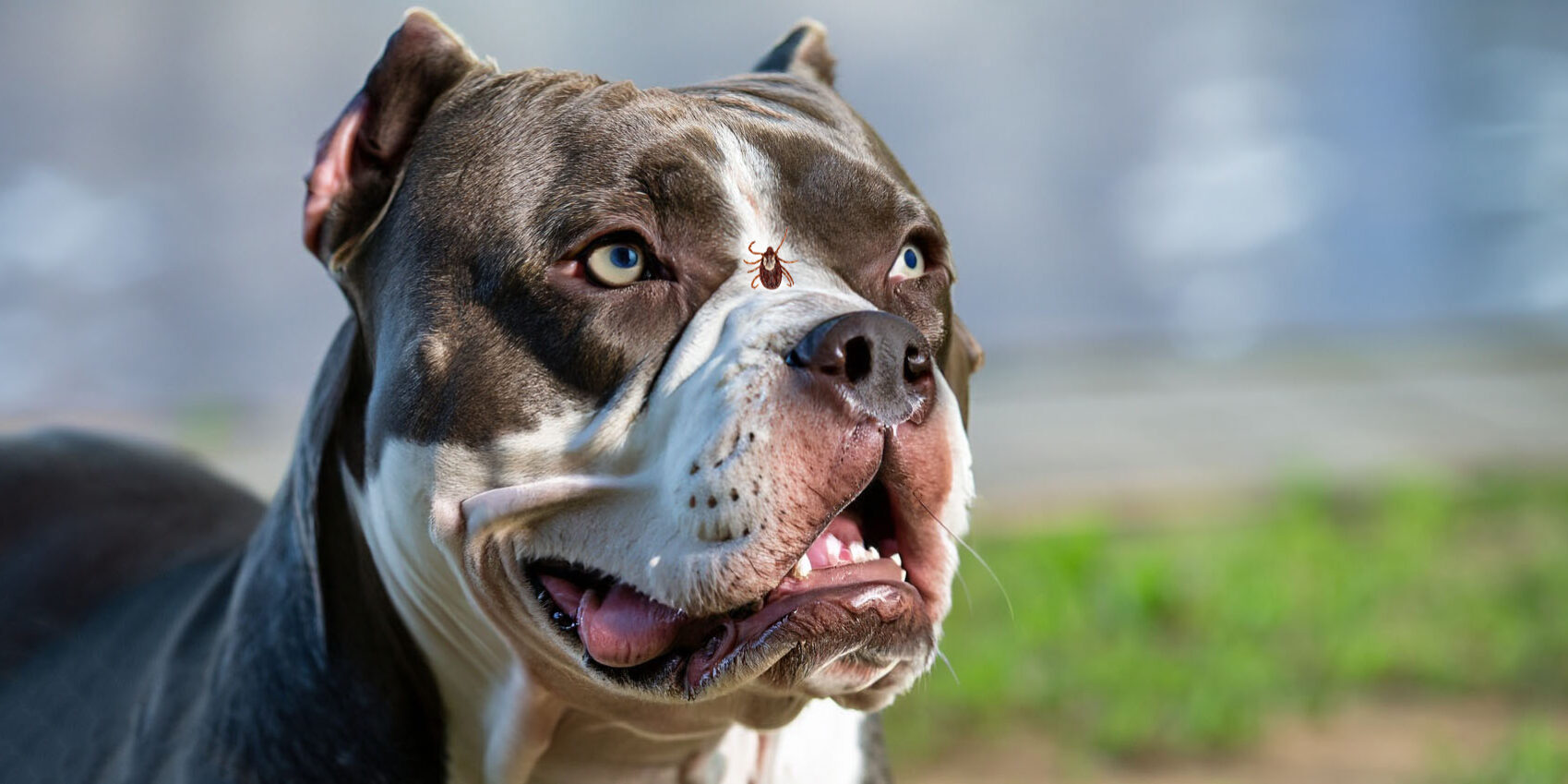 Doença do Carrapato em Cachorro: Causas, Sintomas e Tratamento