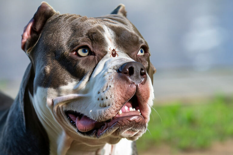 Doença do Carrapato em Cachorro: Causas, Sintomas e Tratamento