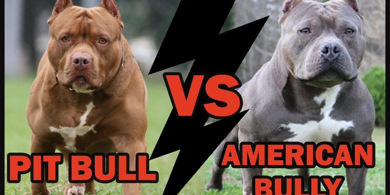 Pitbull American Bully: Entenda a Diferença de Raças