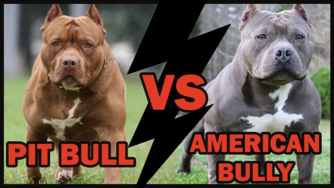 Pitbull American Bully: Entenda a Diferença de Raças
