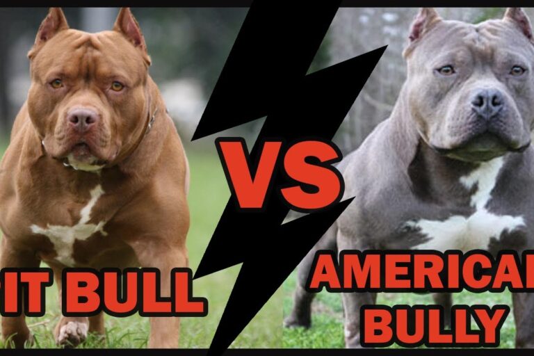 Pitbull American Bully: Entenda a Diferença de Raças