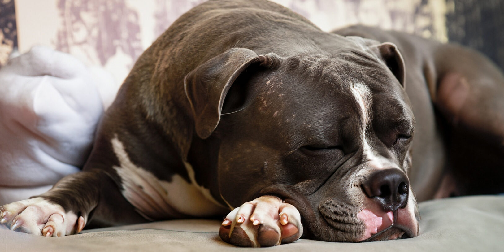 Por que o American Bully ronca? Por que o American Bully ronca?