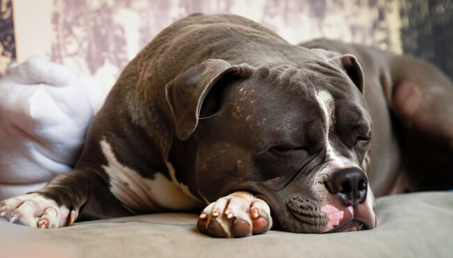 Por que o American Bully ronca? Por que o American Bully ronca?