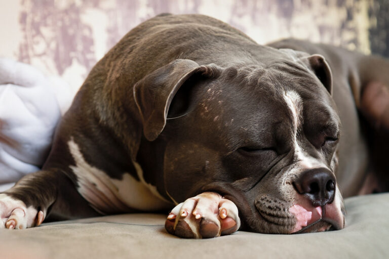 Por que o American Bully ronca?