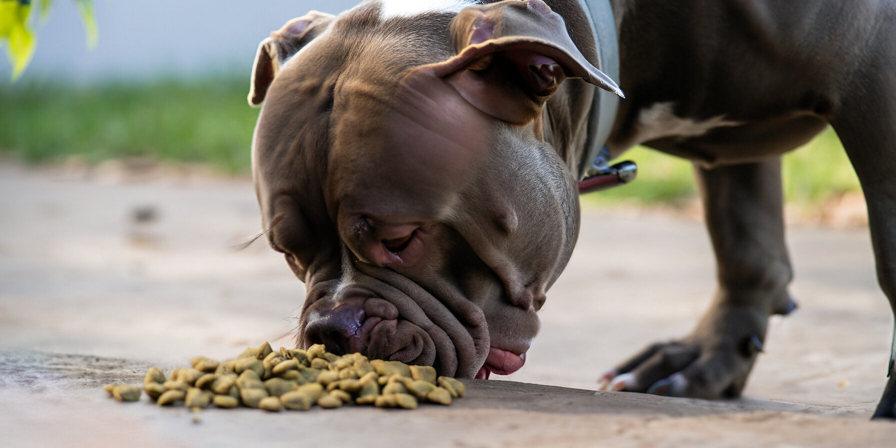 Por que os cães estão sempre com fome Por que os cães estão sempre com fome