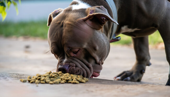 Por que os cães estão sempre com fome Por que os cães estão sempre com fome