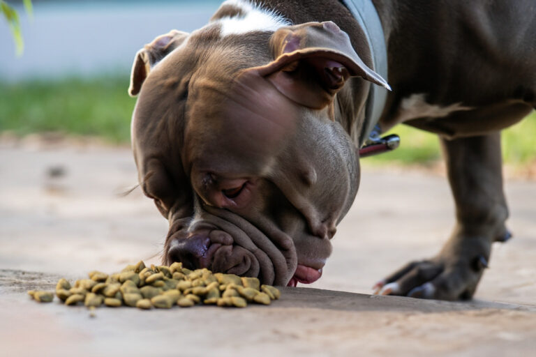 Por que os cães estão sempre com fome