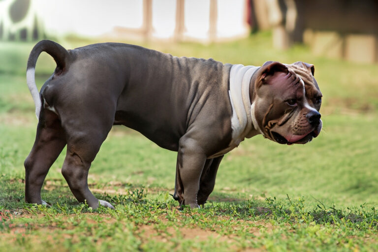 Por que seu American Bully peida muito?