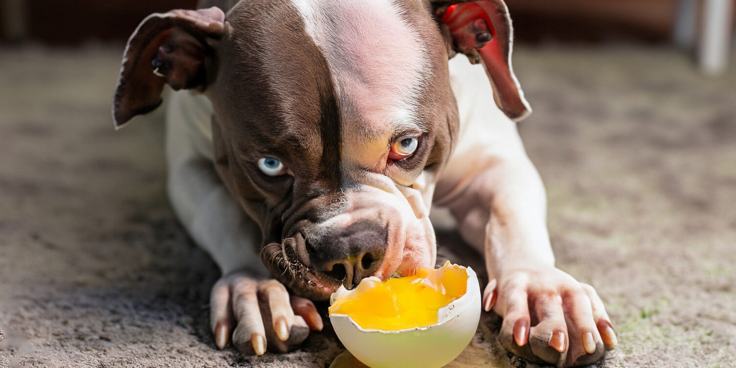 Posso dar ovo para cachorro Posso dar ovo para cachorro