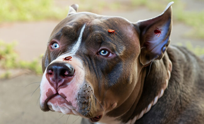 Proteja seu cachorro de pulgas e carrapatos