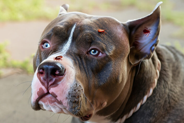 Proteja seu cachorro de pulgas e carrapatos