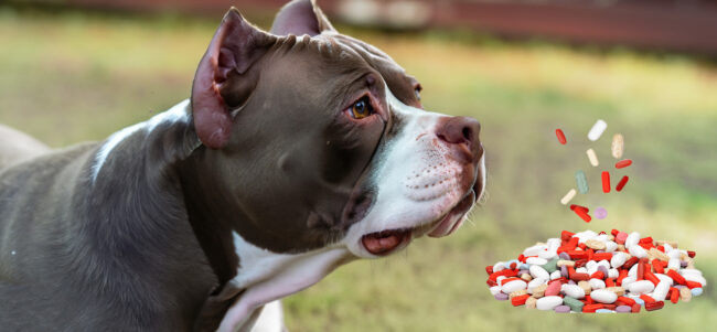 melhores remédios para pulgas e carrapatos