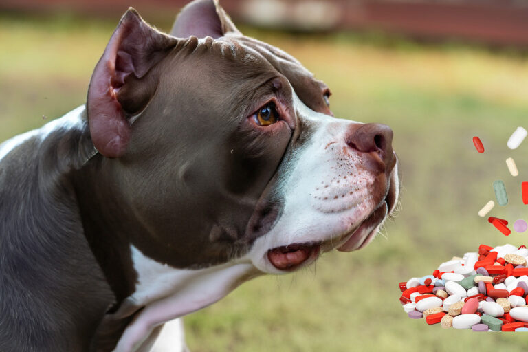 melhores remédios para pulgas e carrapatos